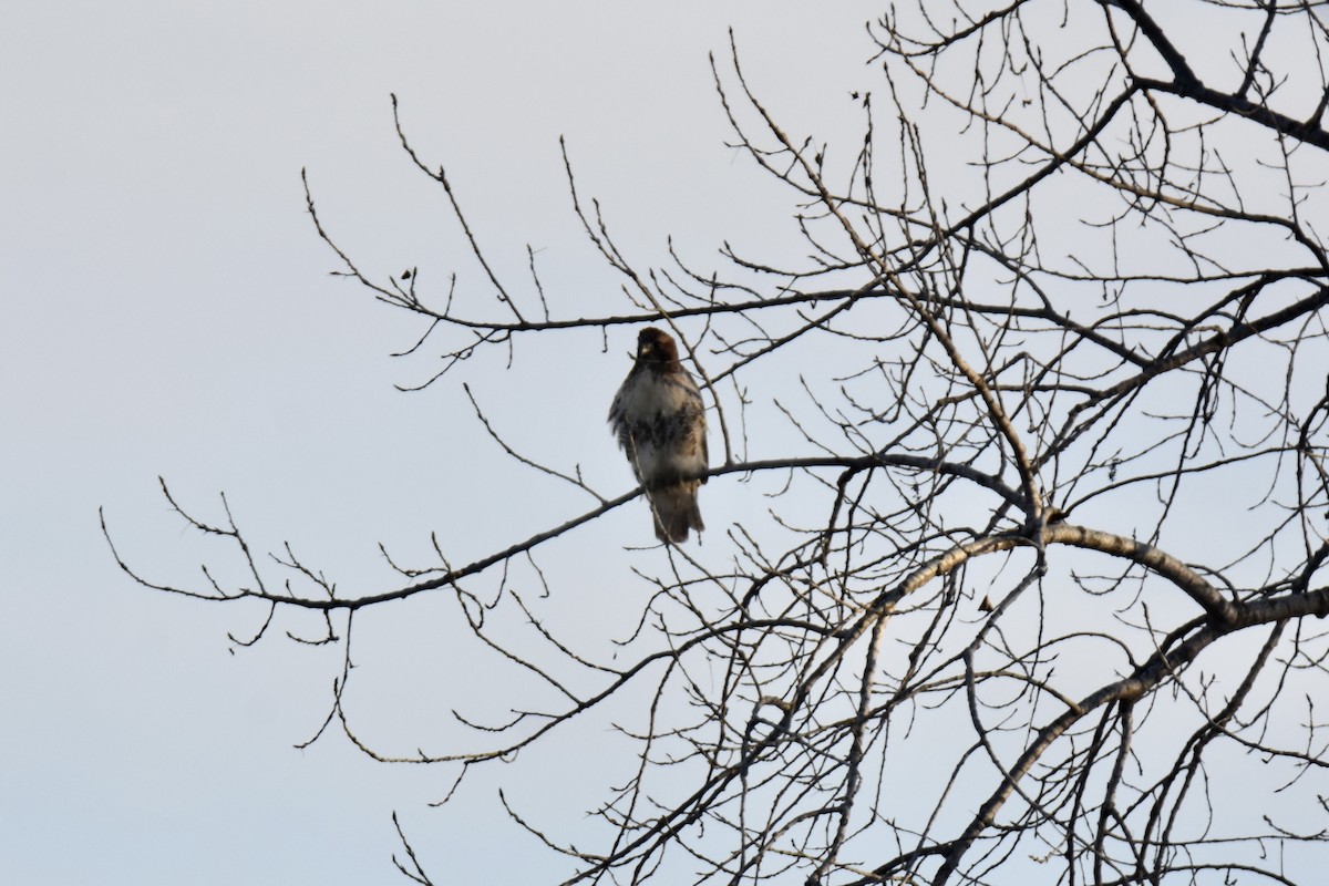 Red-tailed Hawk (abieticola) - ML646377113