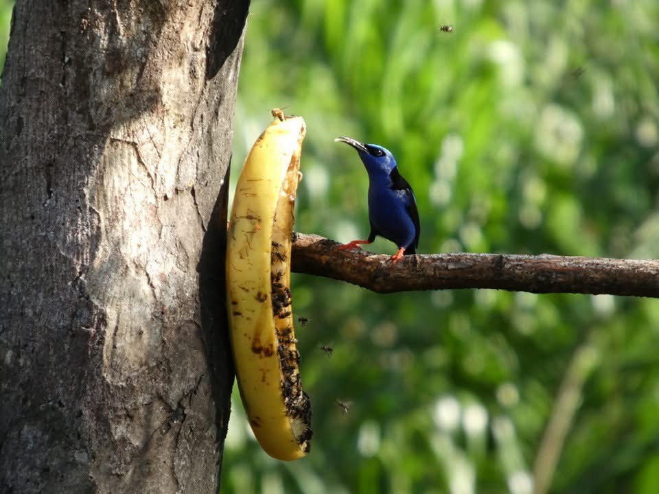 Red-legged Honeycreeper - ML646377115