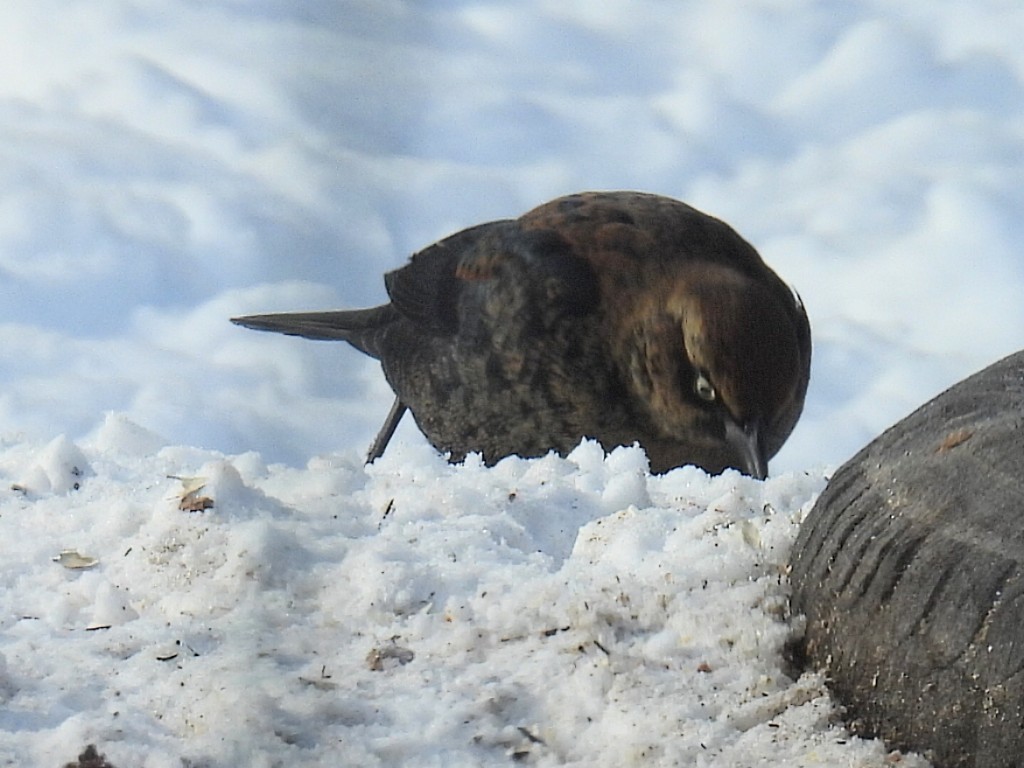 Rusty Blackbird - ML646377117