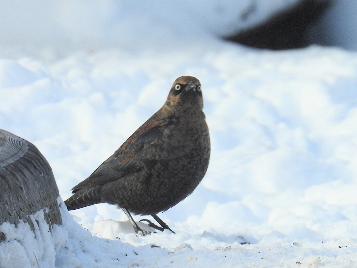 Rusty Blackbird - ML646377118
