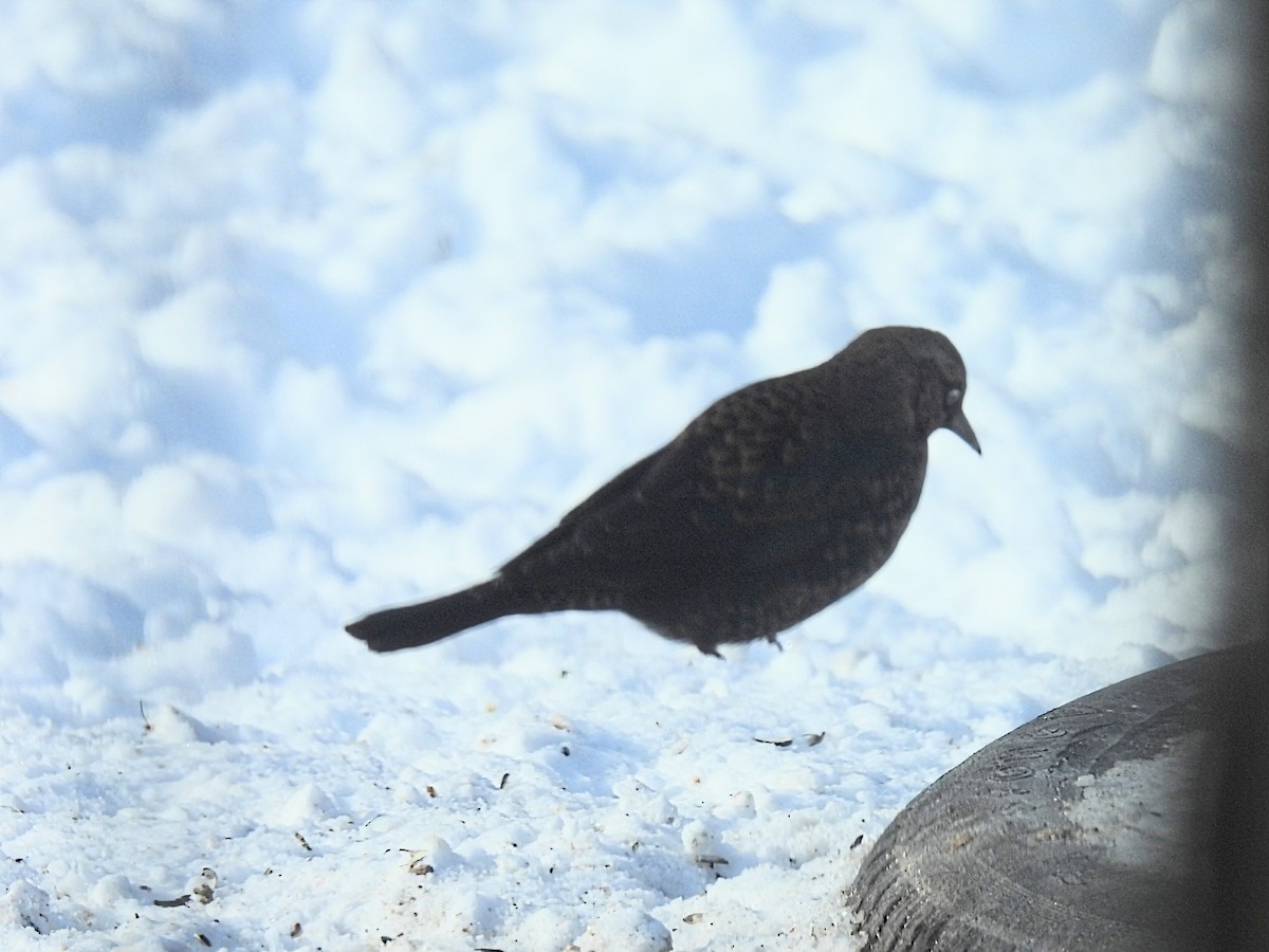 Rusty Blackbird - ML646377119