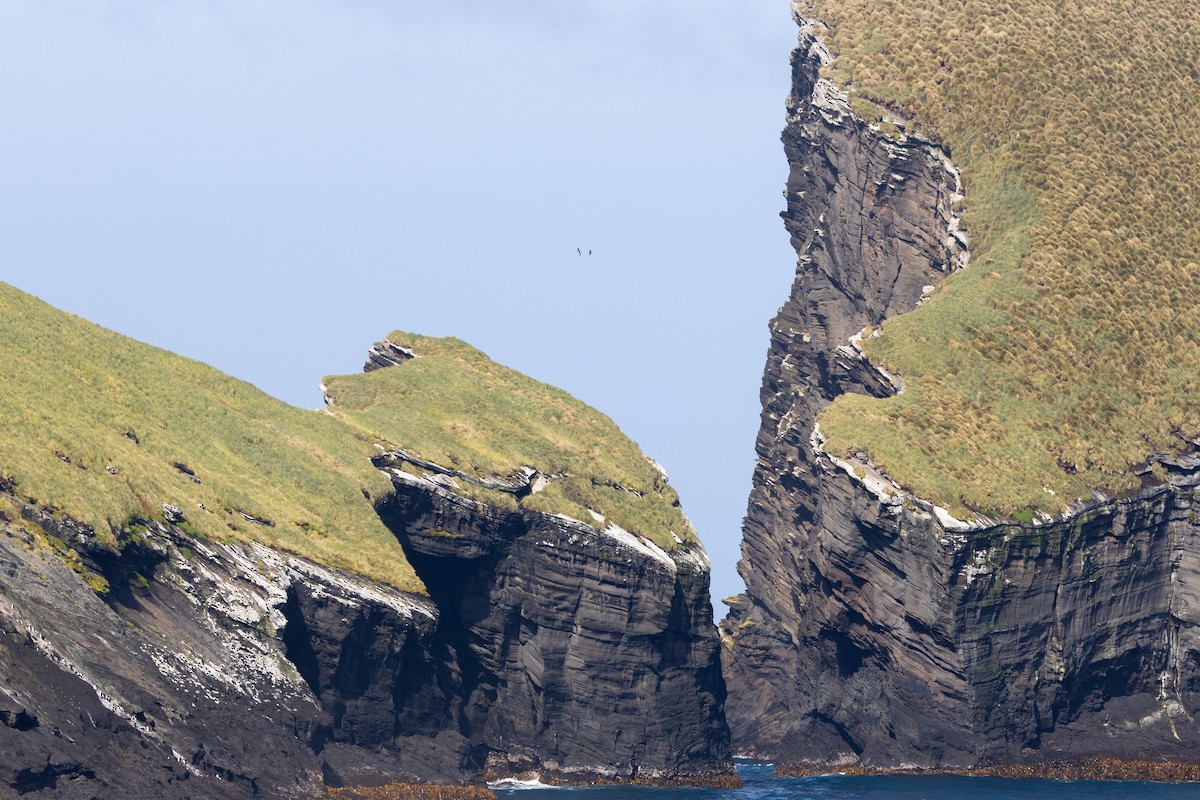 Light-mantled Albatross - ML646377120