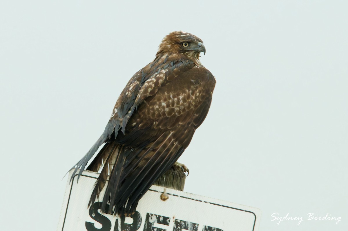Red-tailed Hawk - ML646377121