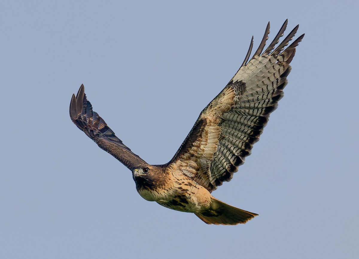 Red-tailed Hawk - ML646377122