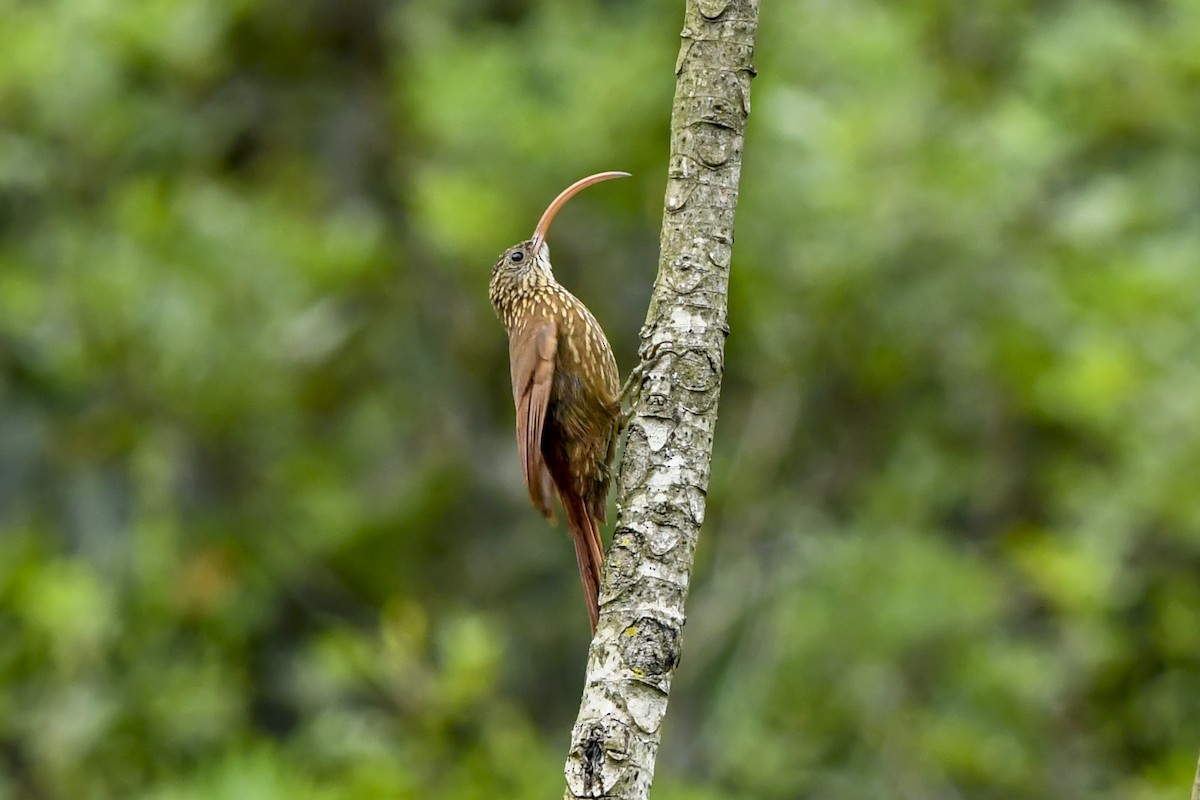 Red-billed Scythebill - ML646377123