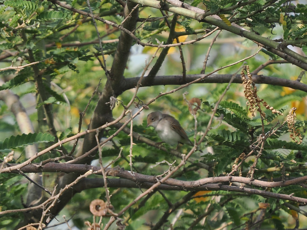 סבכי קוצים - ML646377124