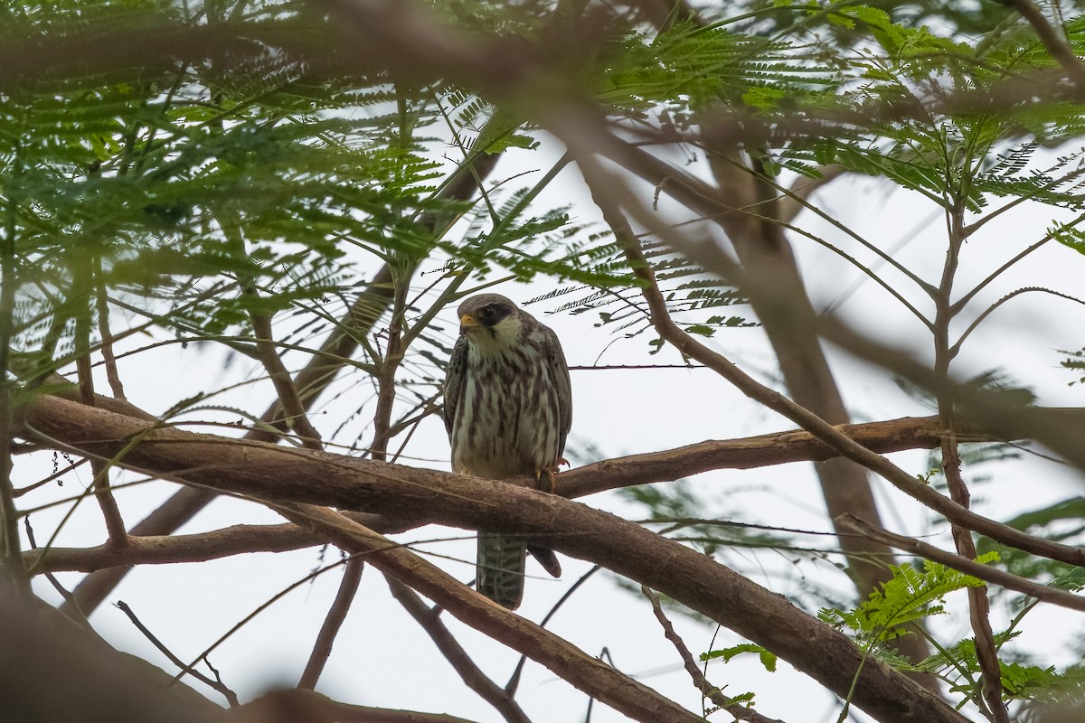 בז נודד - ML646377126