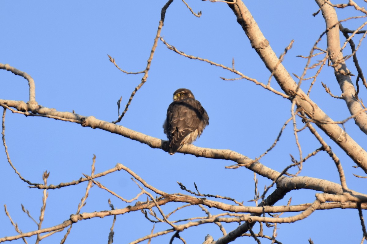 בז גמדי - ML646377127