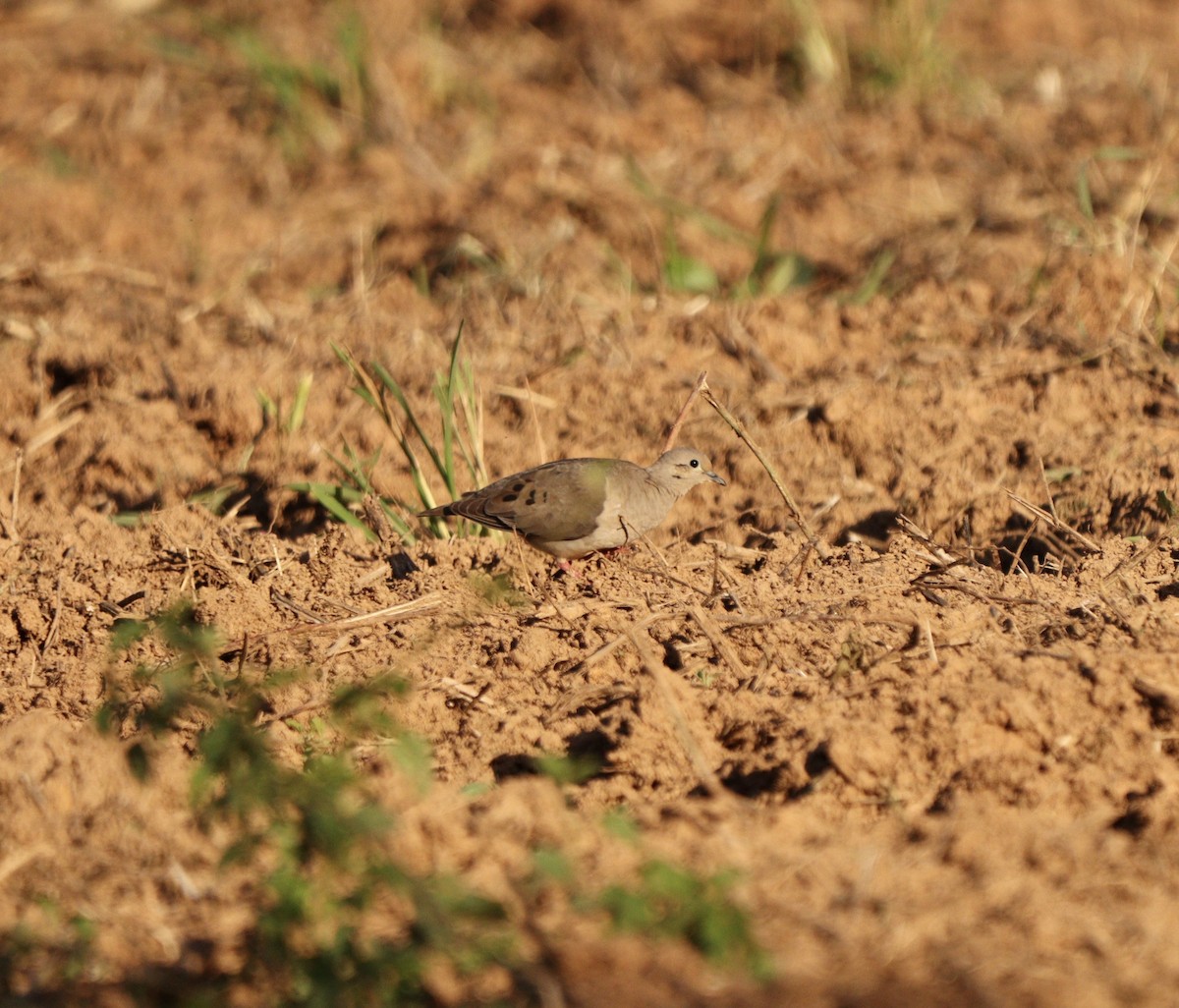 Eared Dove - ML646377128