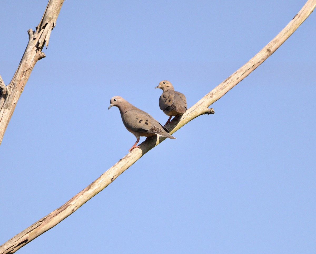 Eared Dove - ML646377129