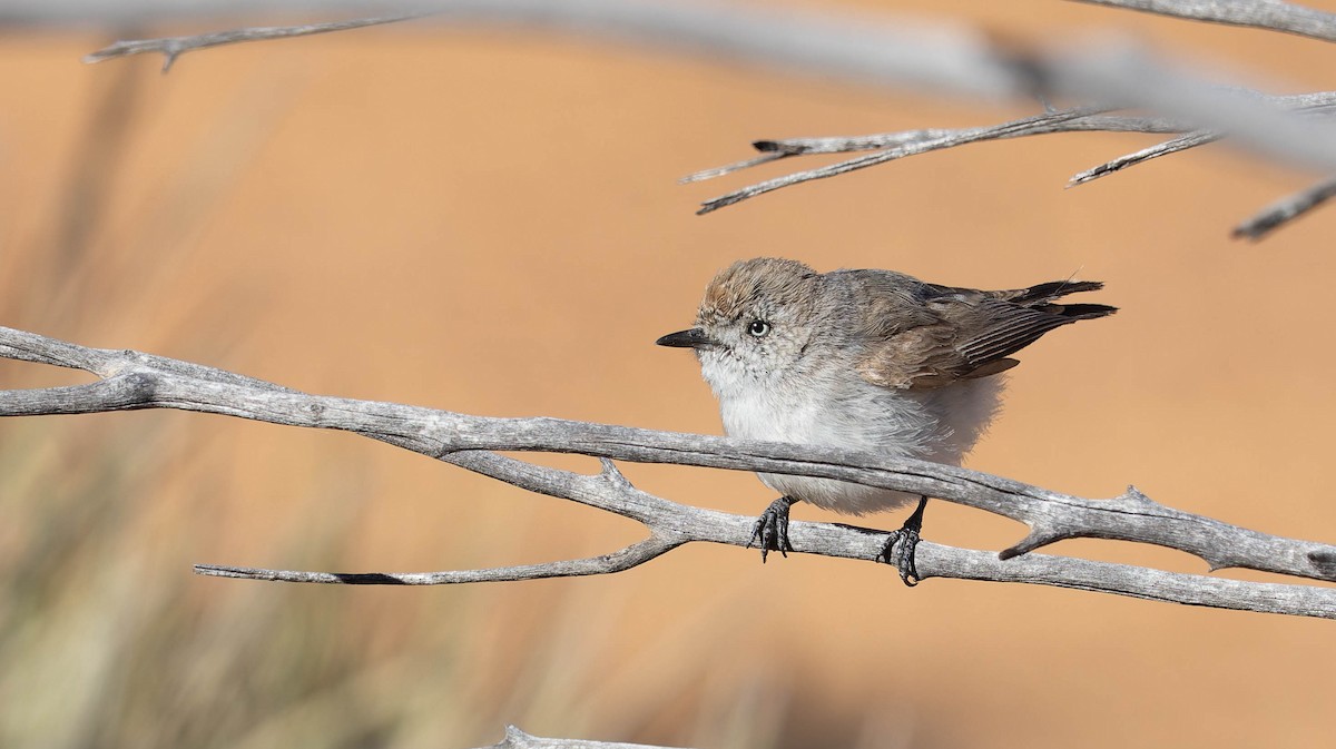 Chestnut-rumped Thornbill - ML646377130