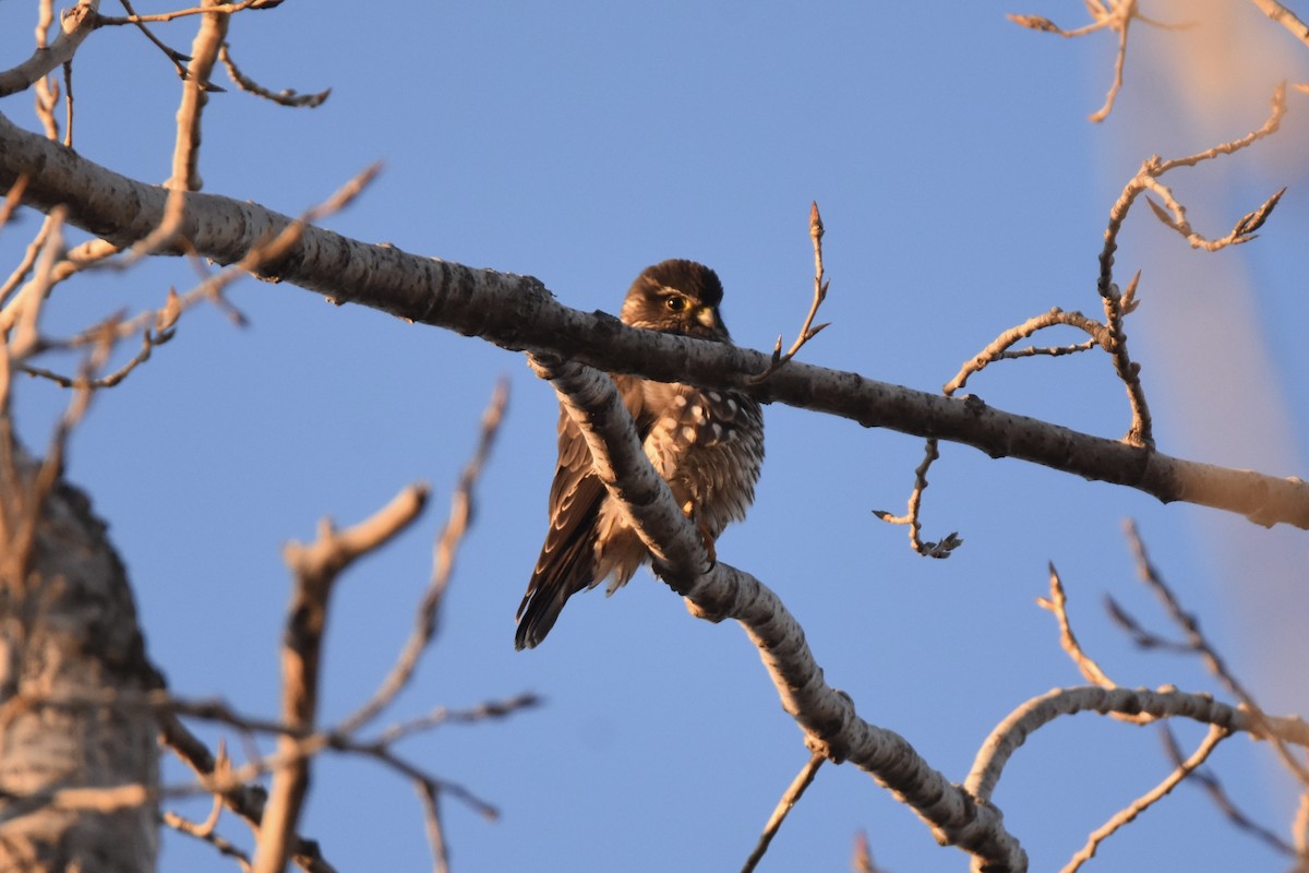 בז גמדי - ML646377131