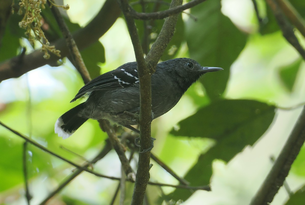 Band-tailed Antbird - ML646377132