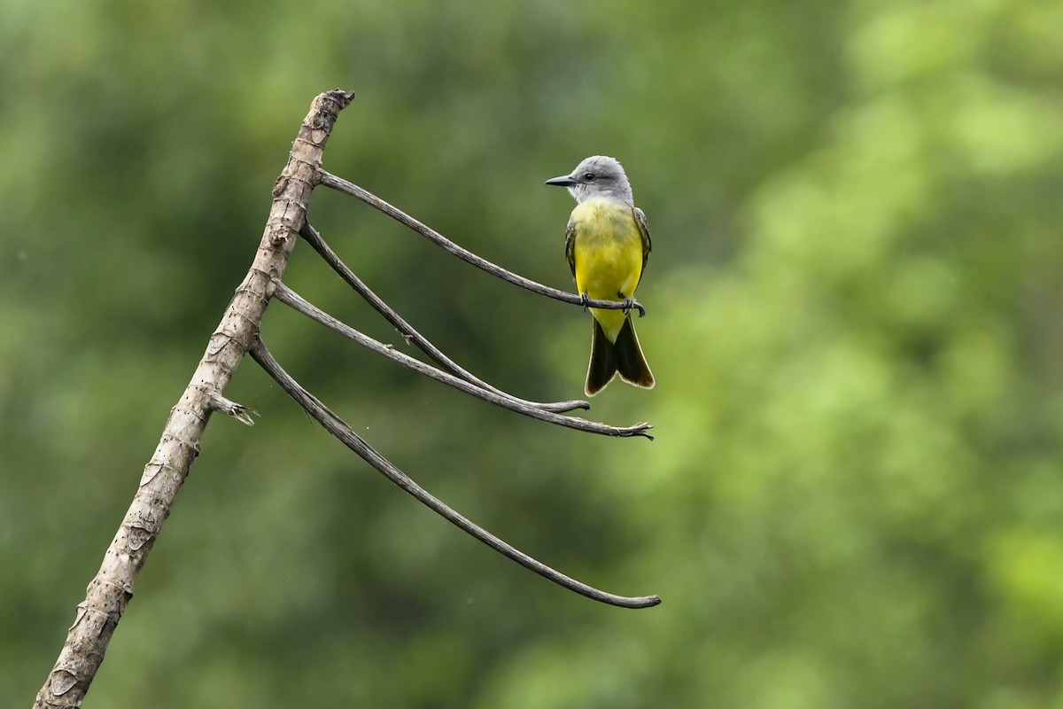 Tropical Kingbird - ML646377133