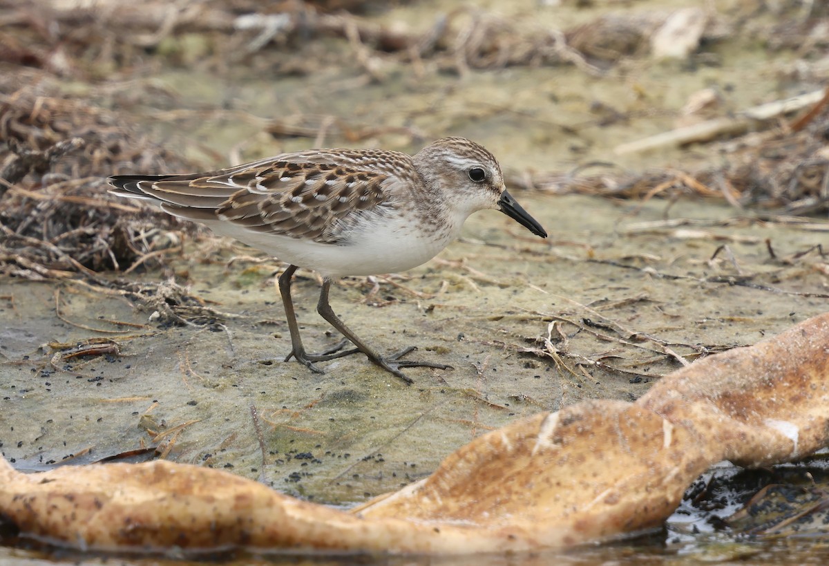 Semipalmated Sandpiper - ML646377134