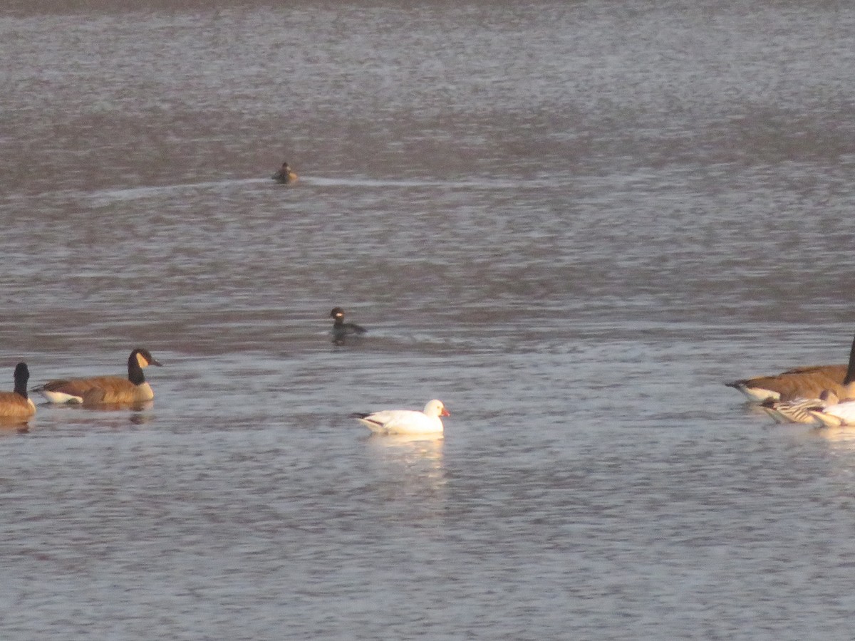 אווז קנדי - ML646377135