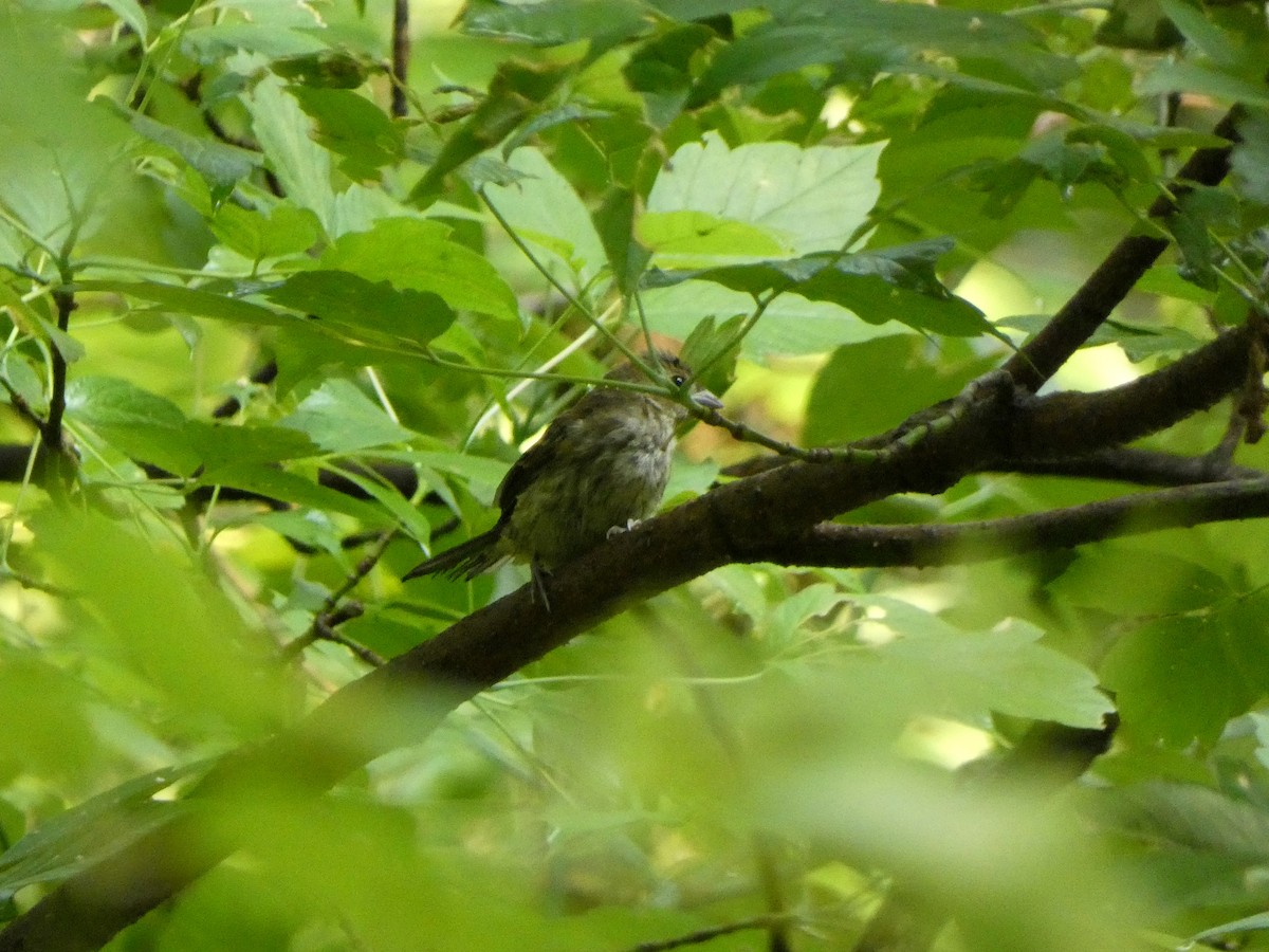 Indigo Bunting - ML646377137