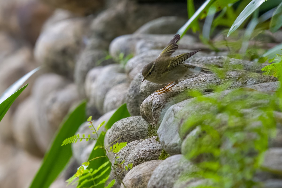 Yellow-browed Warbler - ML646377140