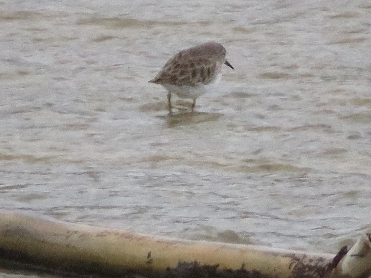 Least Sandpiper - ML646377141