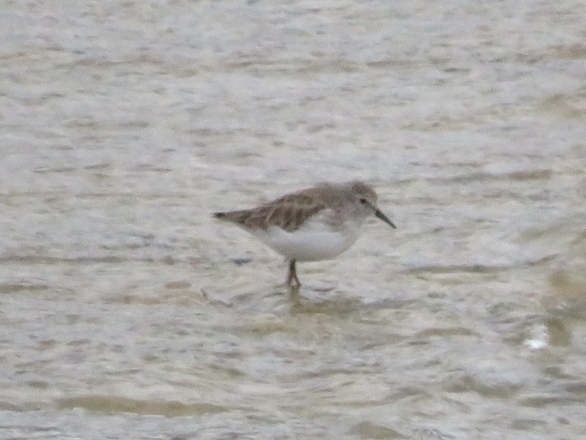 Least Sandpiper - ML646377142