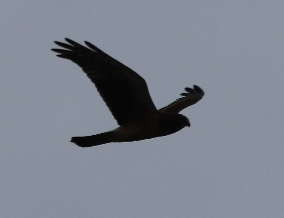 Northern Harrier - ML646377144