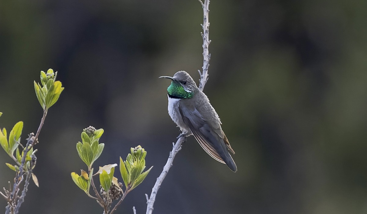 Andean Hillstar - ML646377145