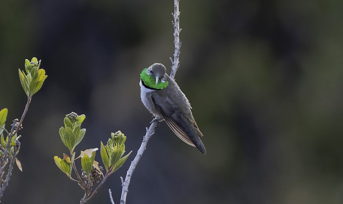 Andean Hillstar - ML646377146
