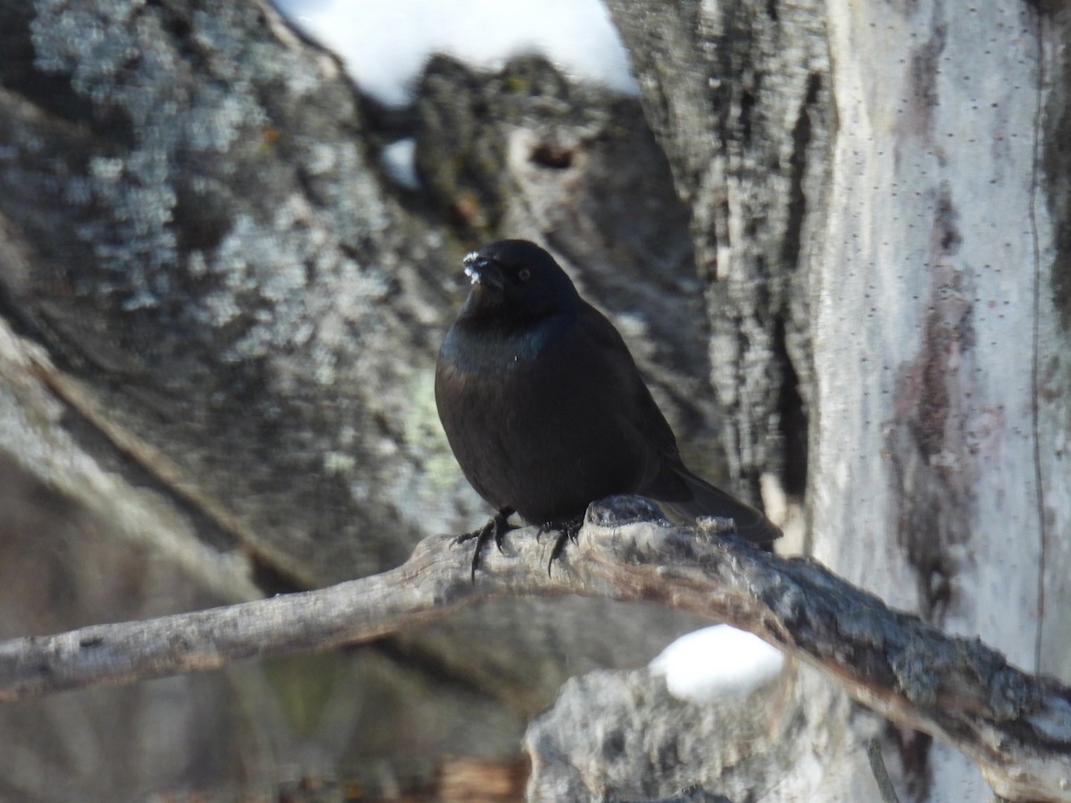 Пурпурный гракл - ML646377147