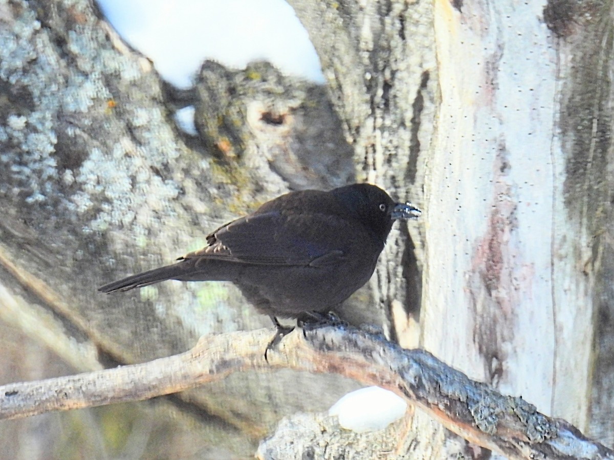 Пурпурный гракл - ML646377148