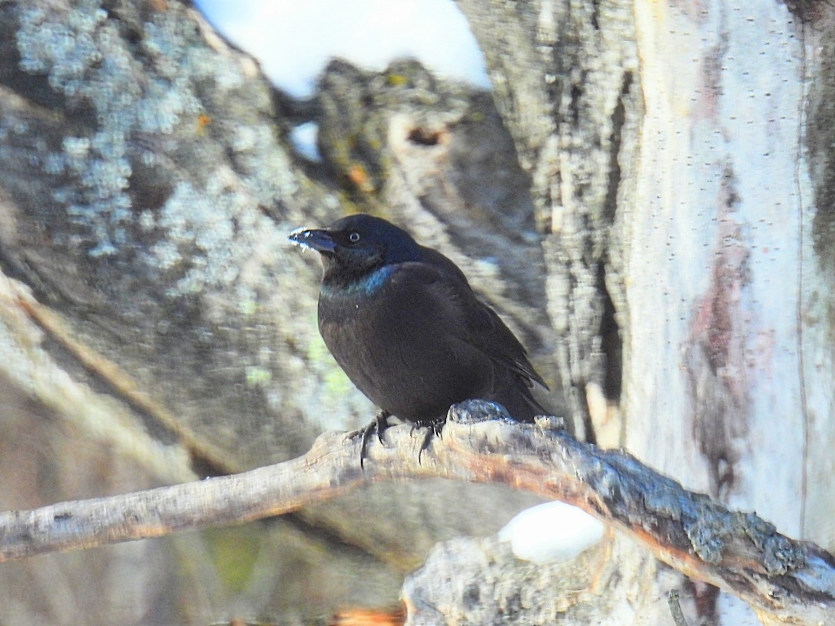 Пурпурный гракл - ML646377150