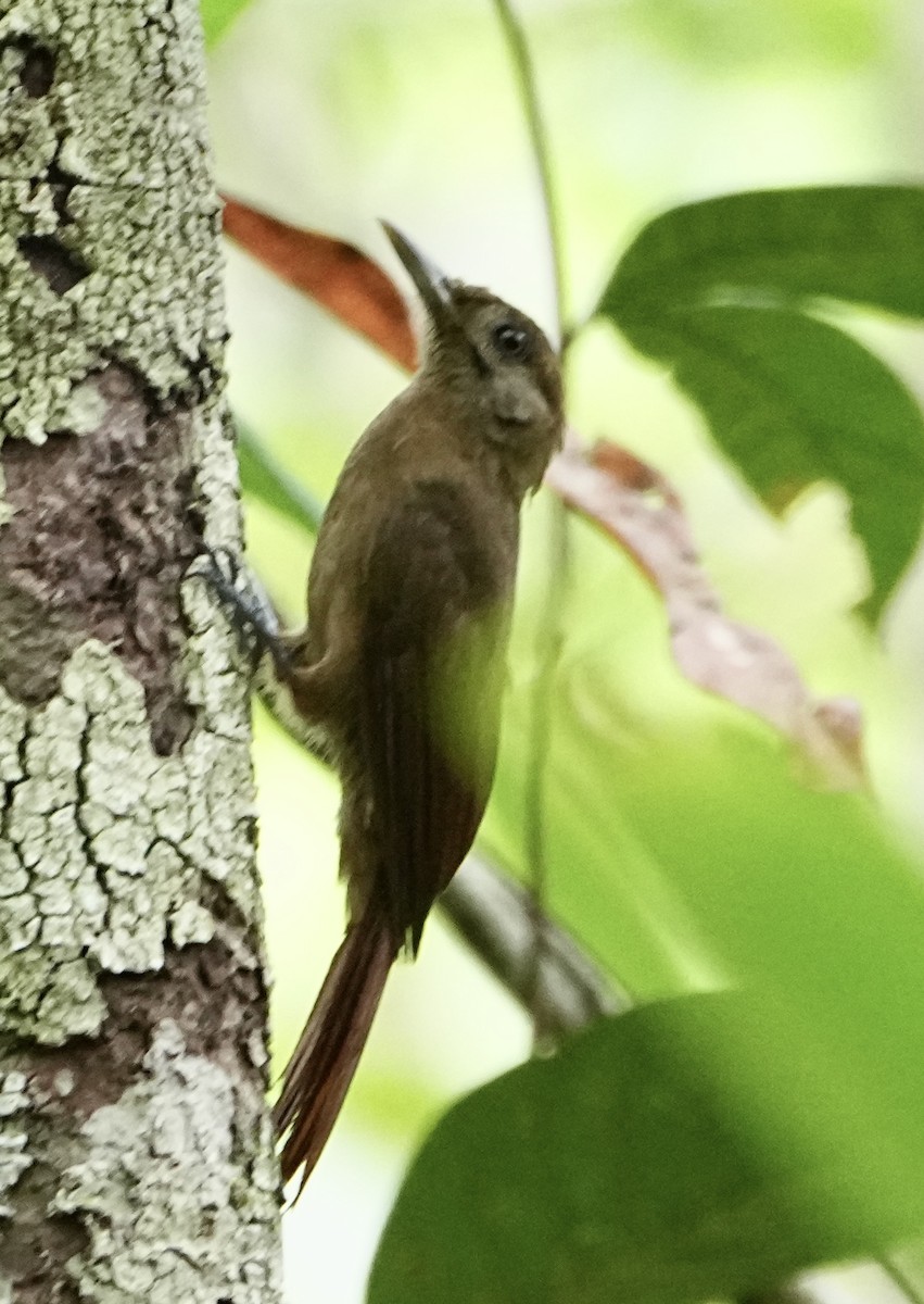 Plain-brown Woodcreeper - ML646377151