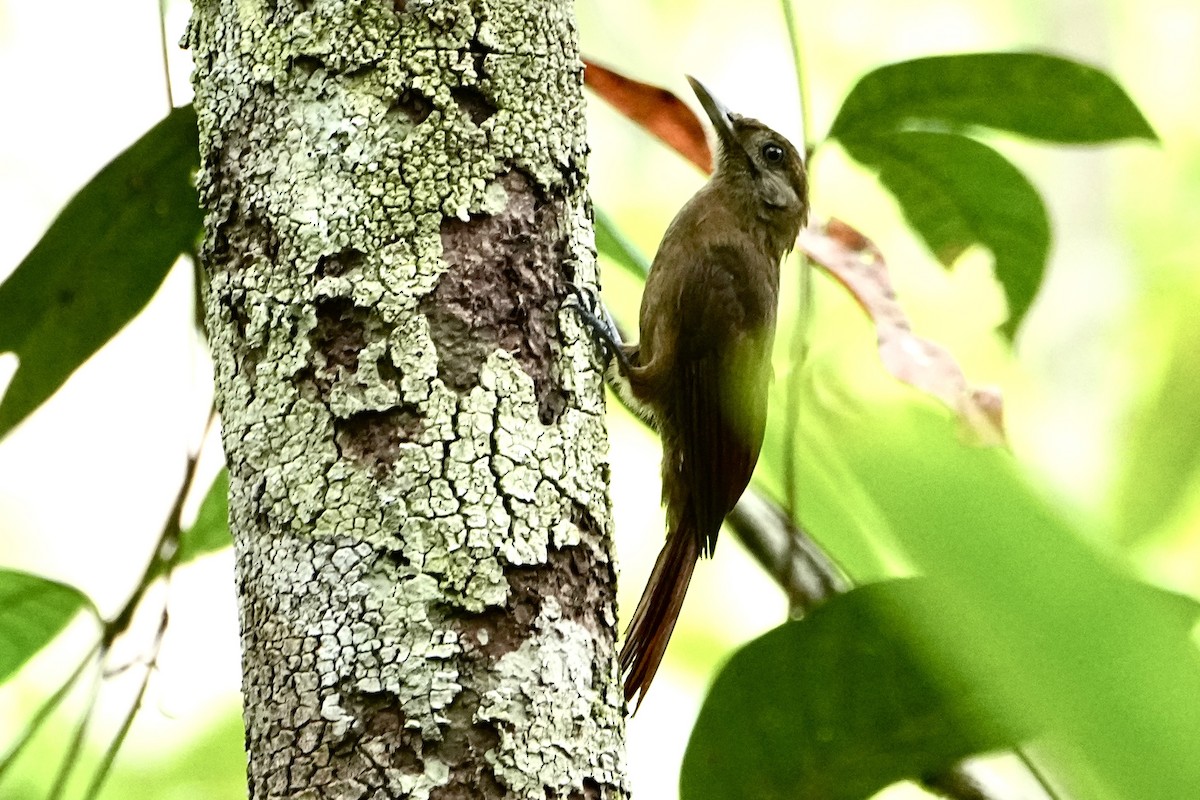 Plain-brown Woodcreeper - ML646377152