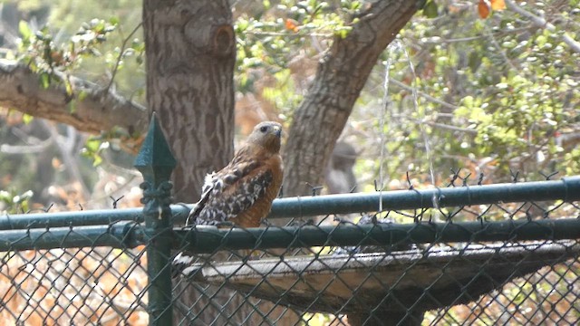 Red-shouldered Hawk - ML646377153