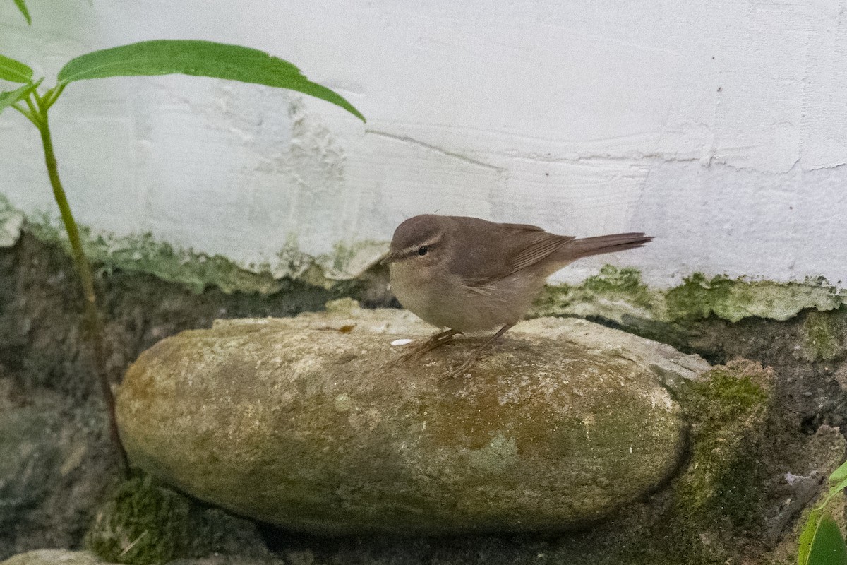 Dusky Warbler - ML646377154