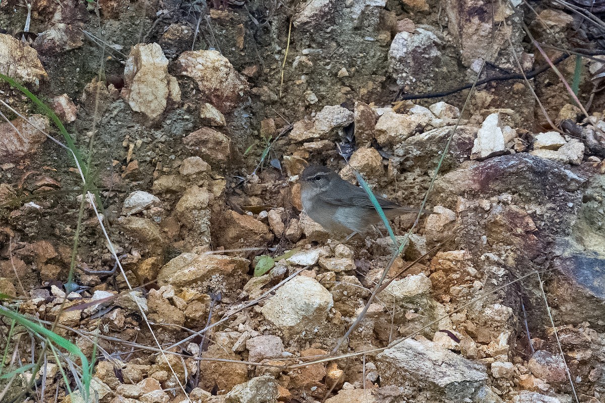 Dusky Warbler - ML646377155