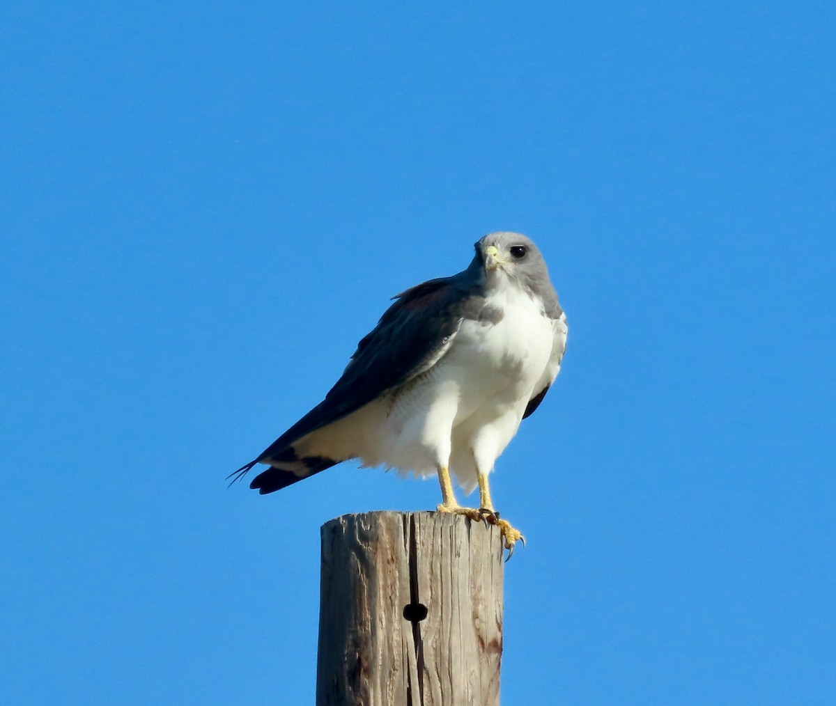 White-tailed Kite - ML646377156