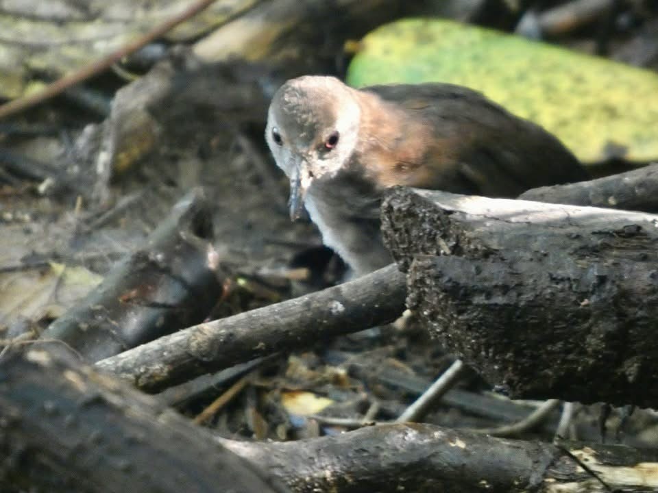 White-throated Crake - ML646377157