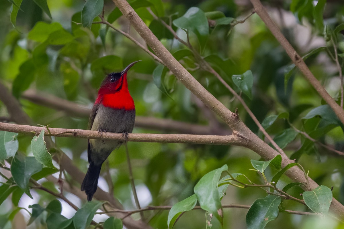 Crimson Sunbird - ML646377162