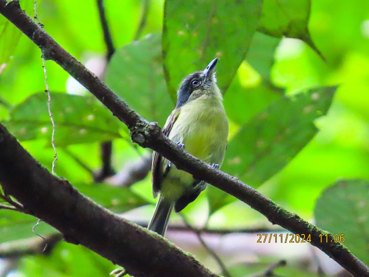 Yellow-margined Flatbill - ML646377166