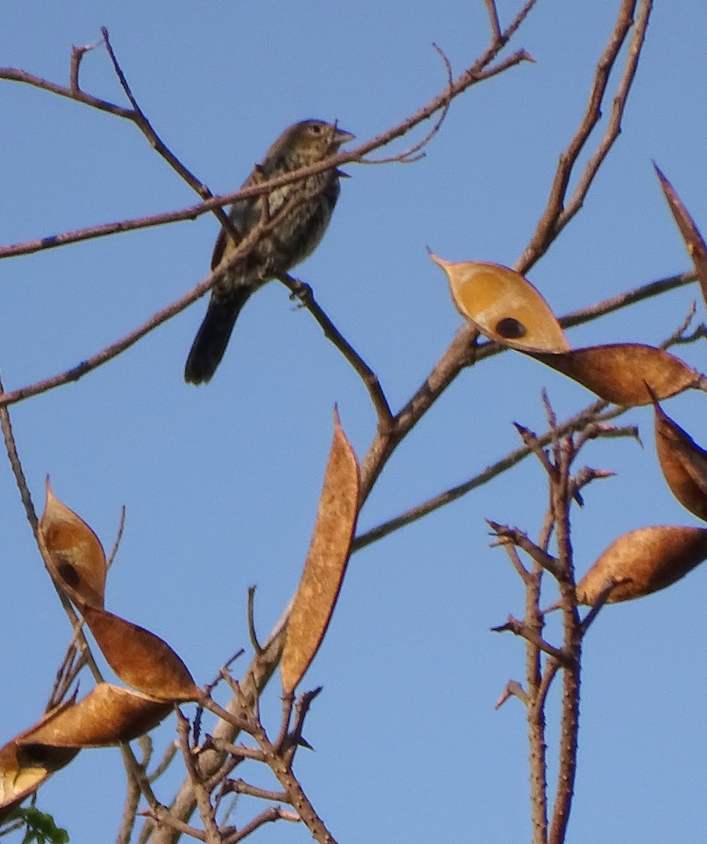 Blue-black Grassquit - ML646377167