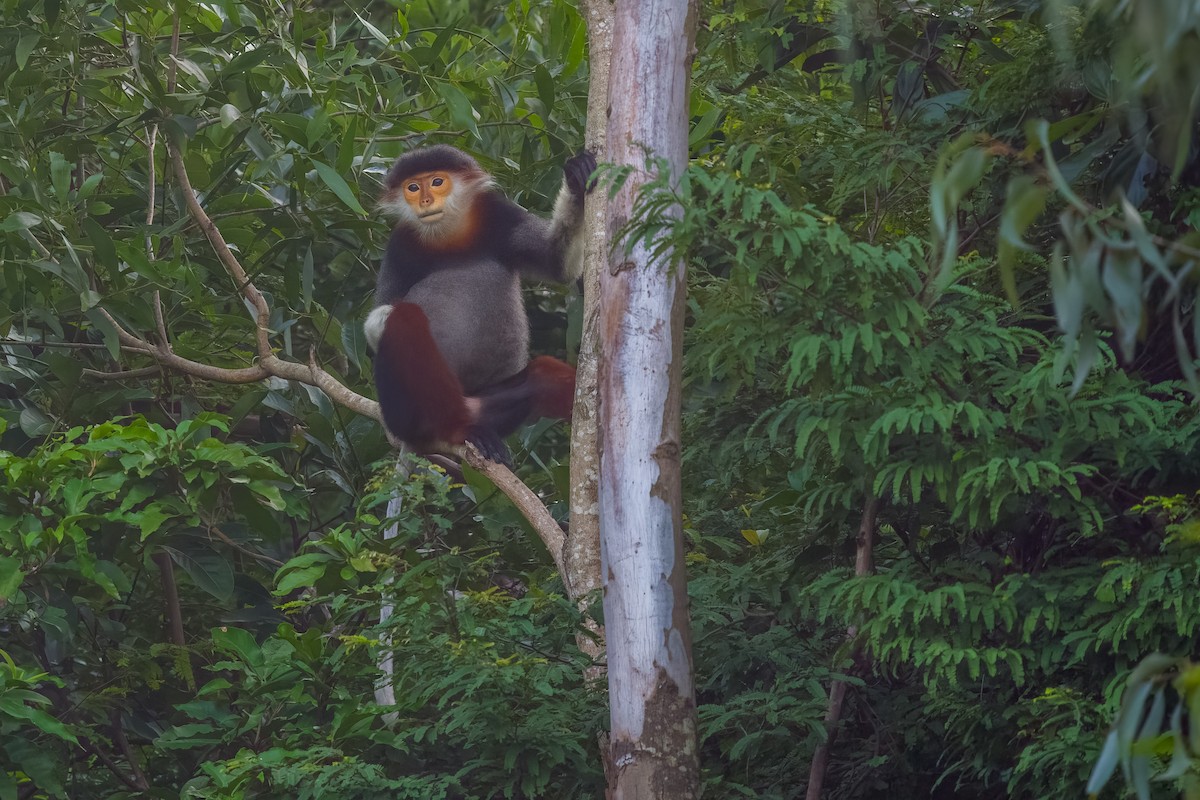 Red-shanked Douc Langur - ML646377169