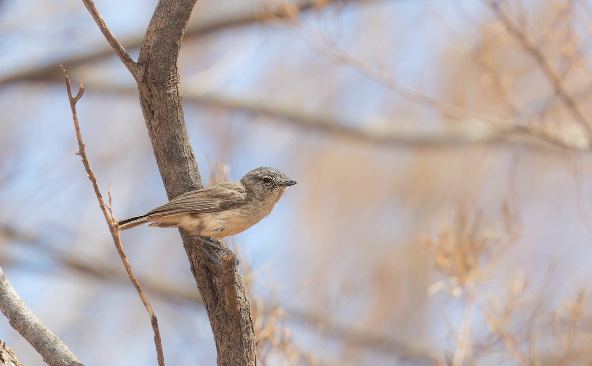 Slaty-backed Thornbill - ML646377170