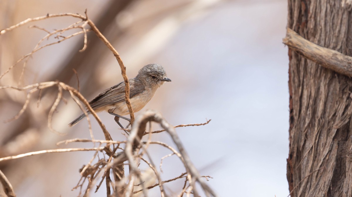 Slaty-backed Thornbill - ML646377171