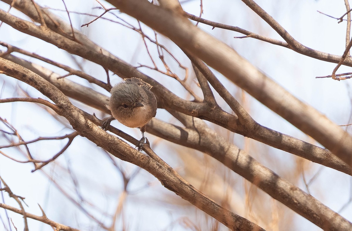 Slaty-backed Thornbill - ML646377172