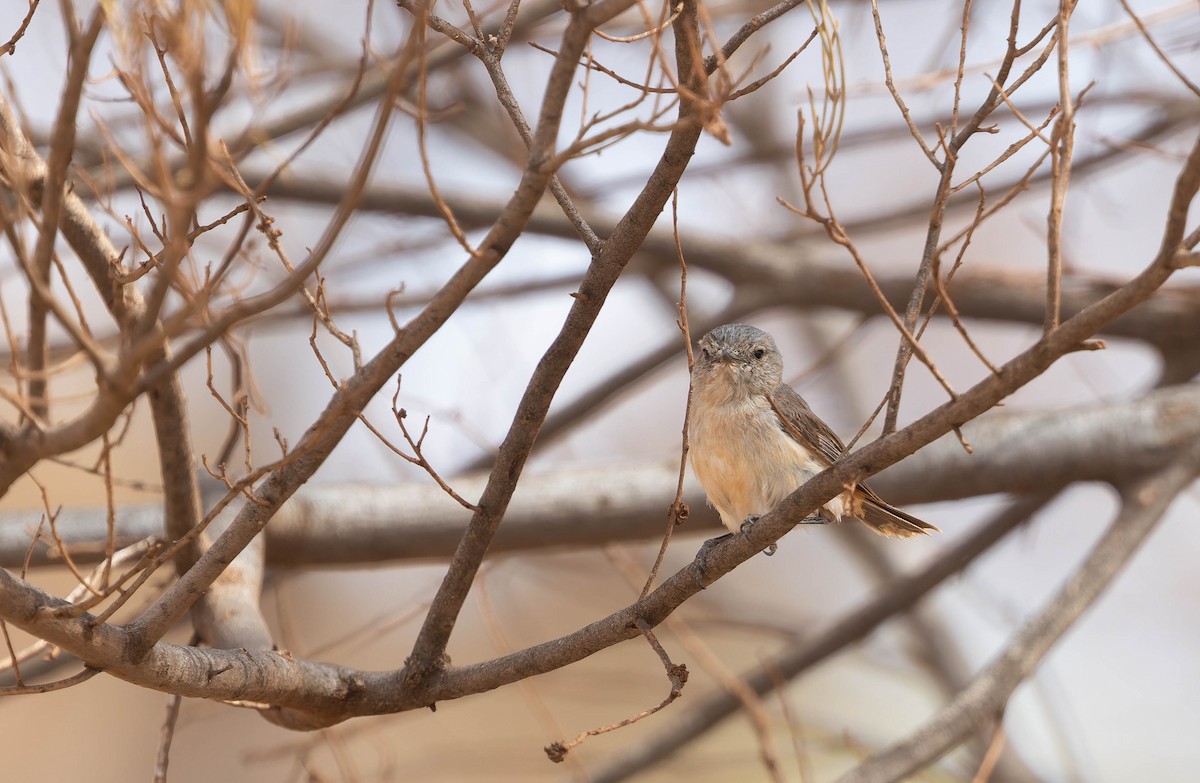 Slaty-backed Thornbill - ML646377173