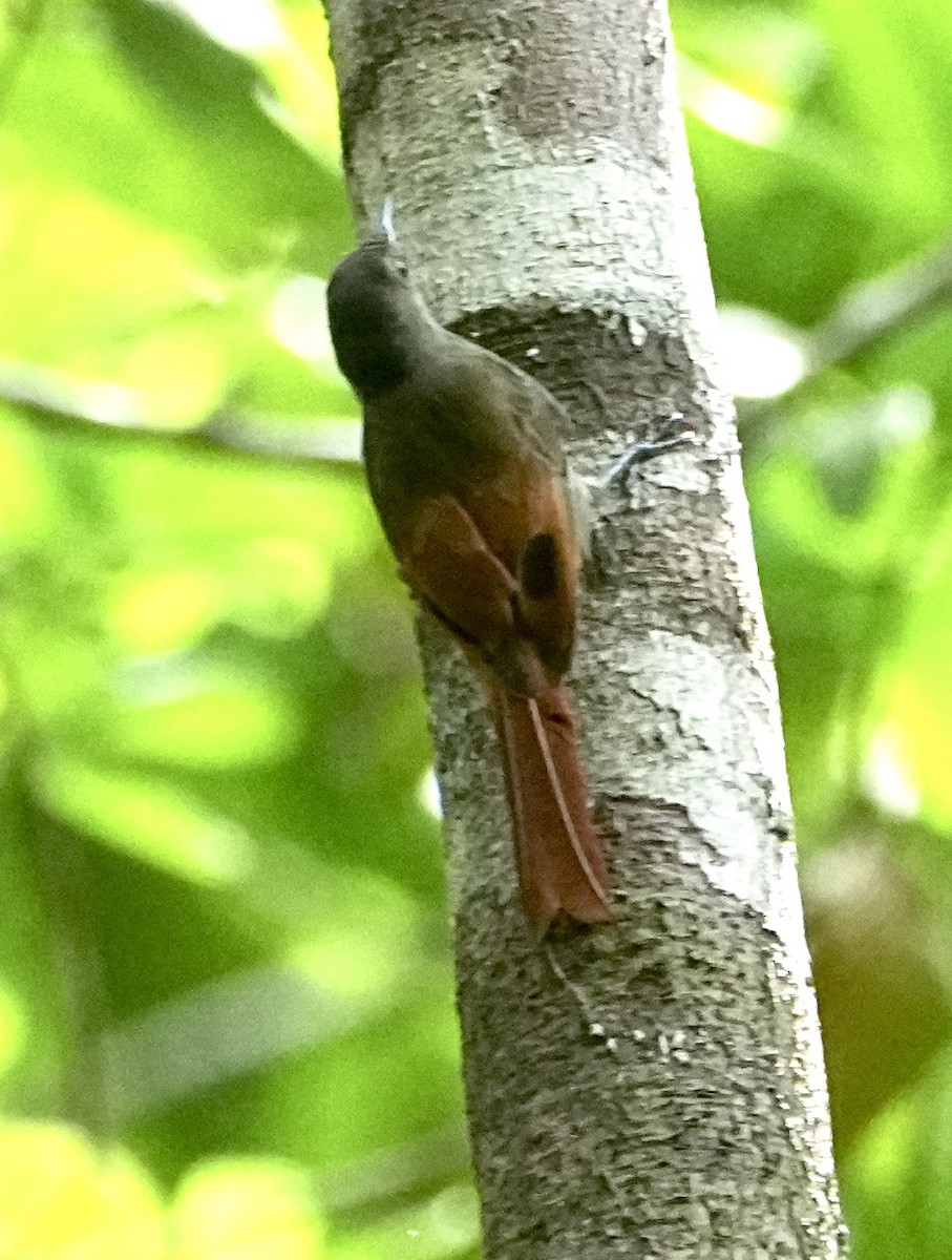 Olivaceous Woodcreeper (Amazonian) - ML646377175