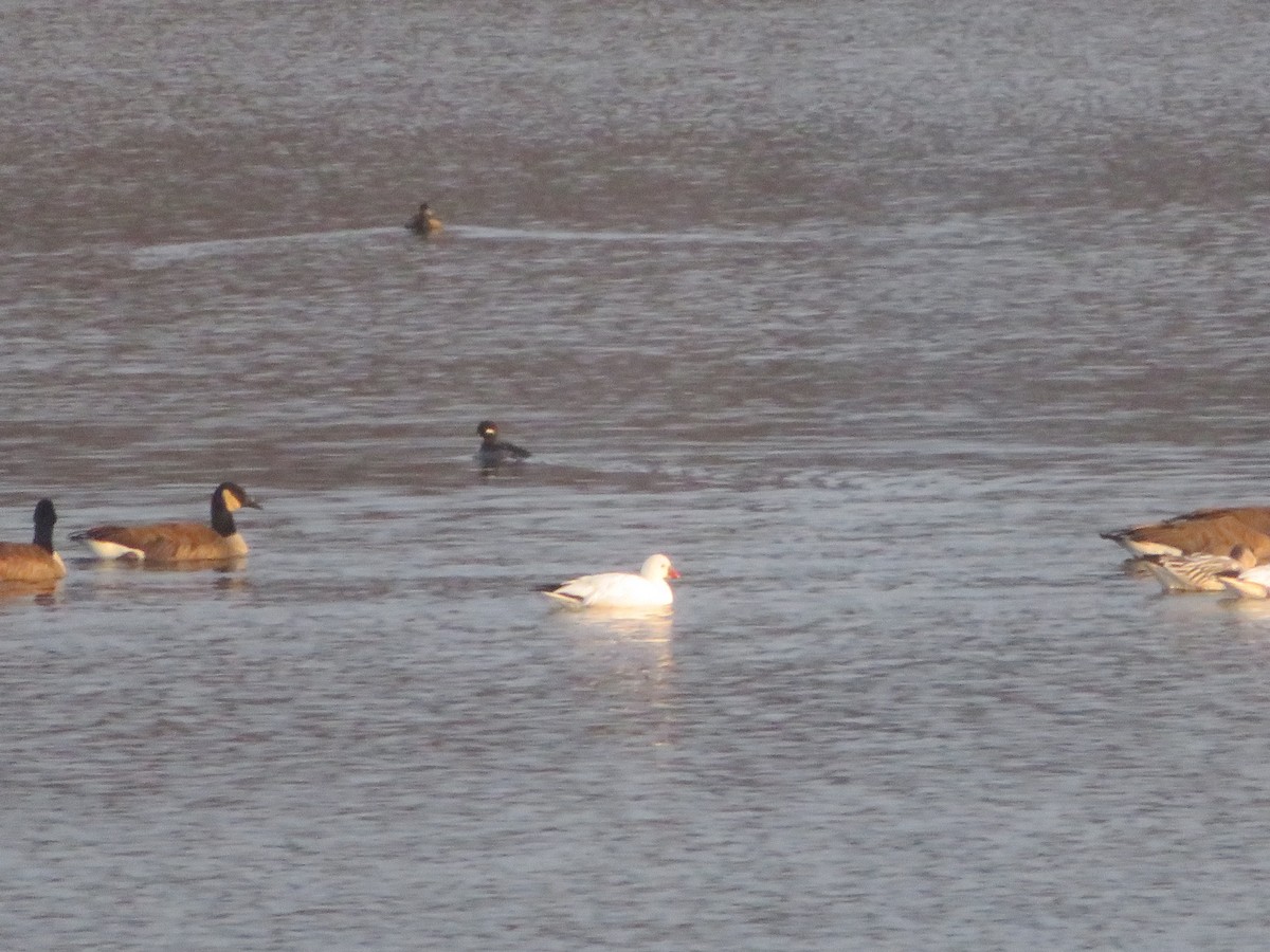 אווז קנדי - ML646377176