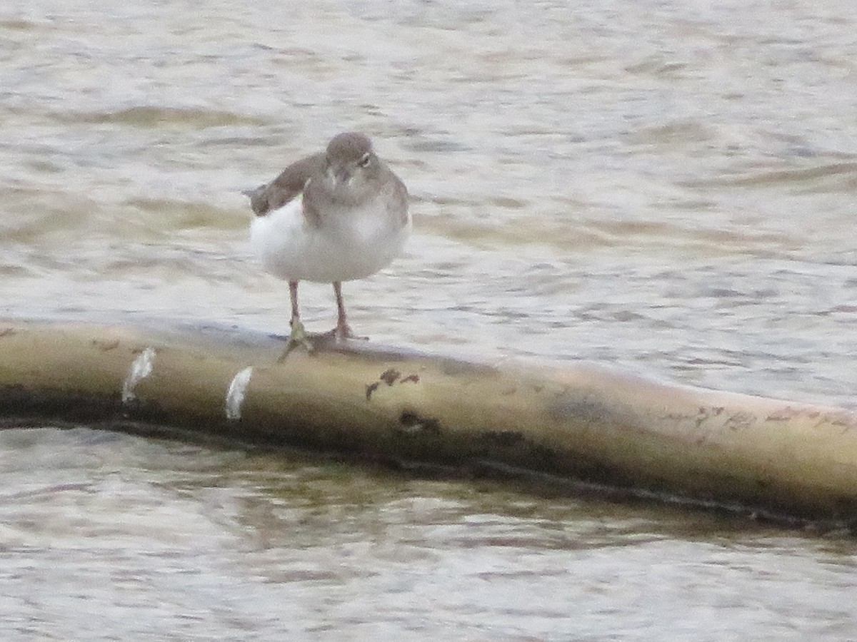 Spotted Sandpiper - ML646377177