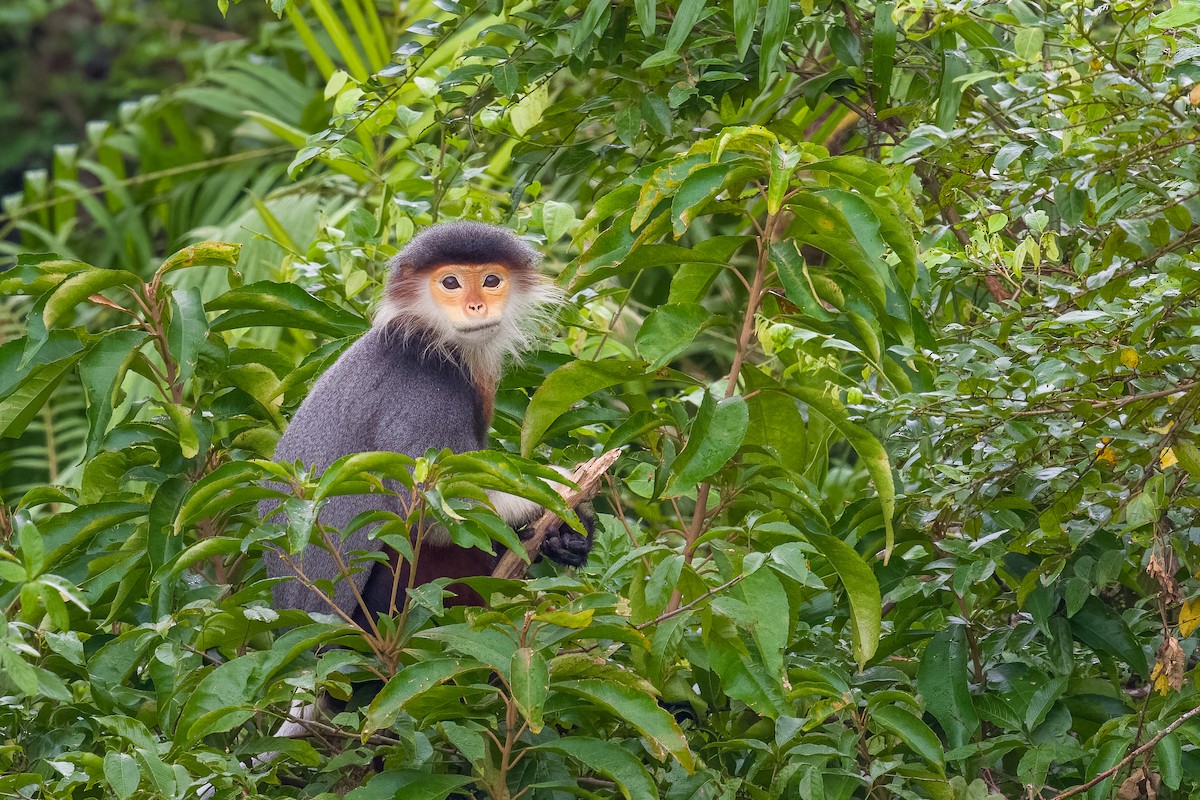 Red-shanked Douc Langur - ML646377178