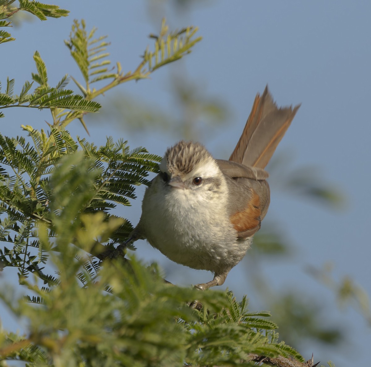 Stripe-crowned Spinetail - ML646377180